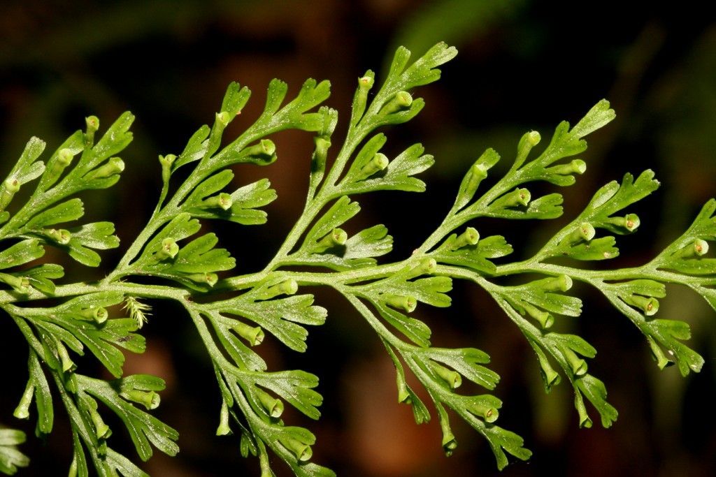 Vandenboschia maxima leaf