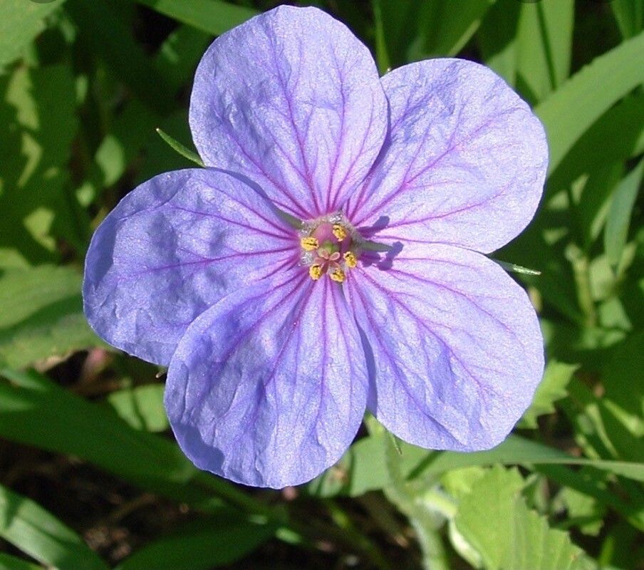 Erodium gruinum flower