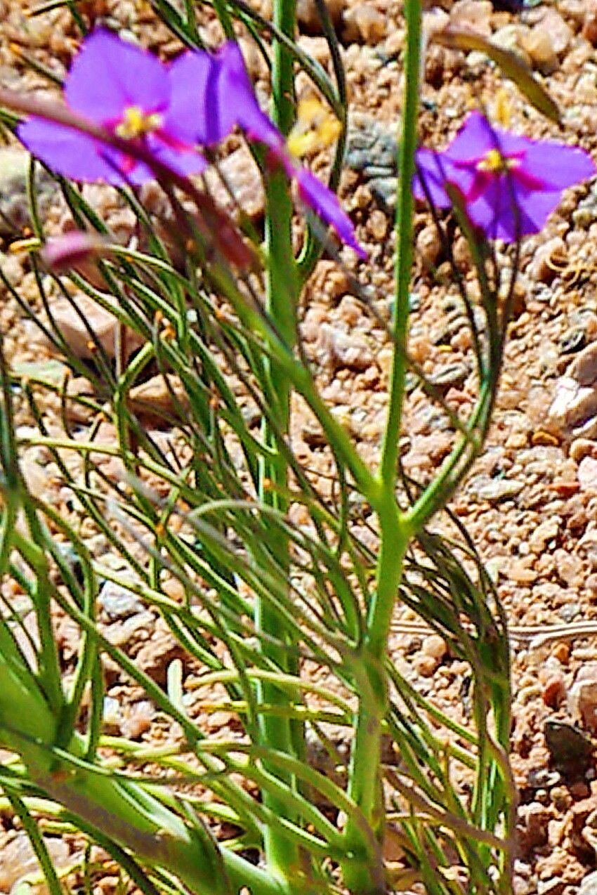 Heliophila trifurca — houseplant care guide