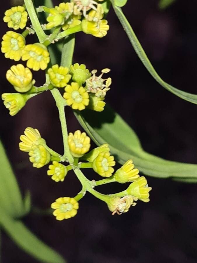 Alectryon oleifolius — search result for 'Sapindaceae'