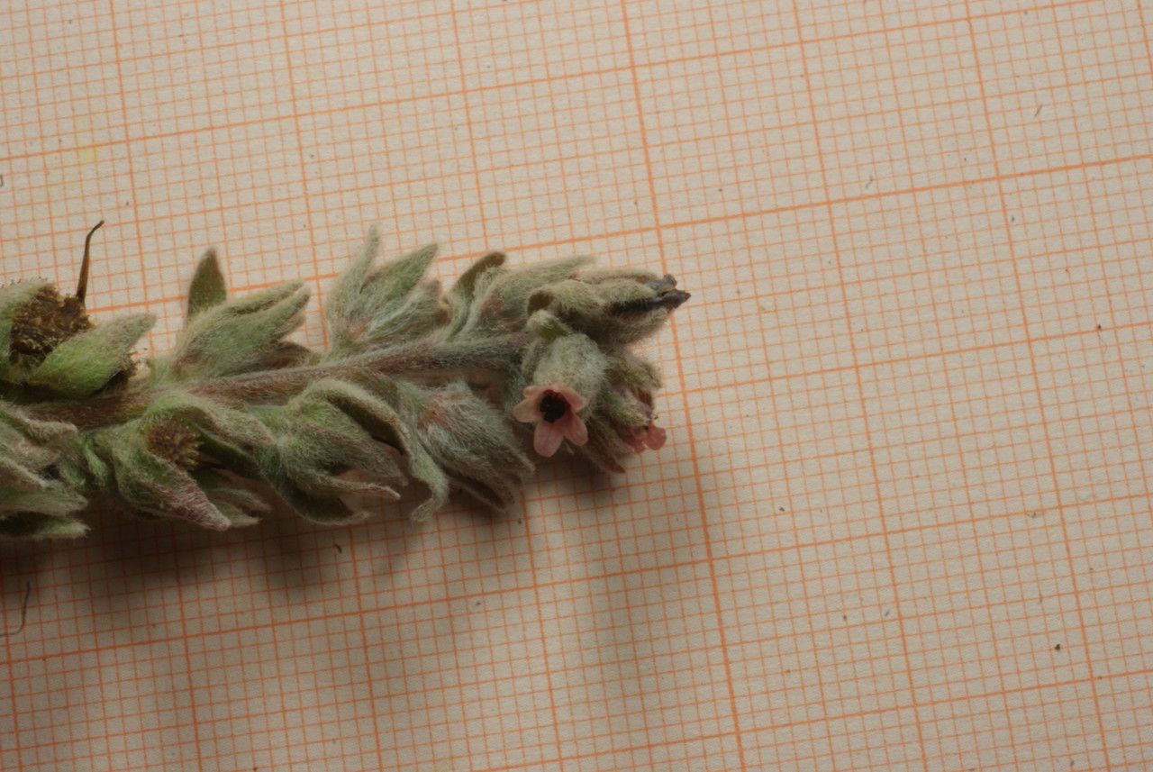 Cynoglossum tubiflorum flower