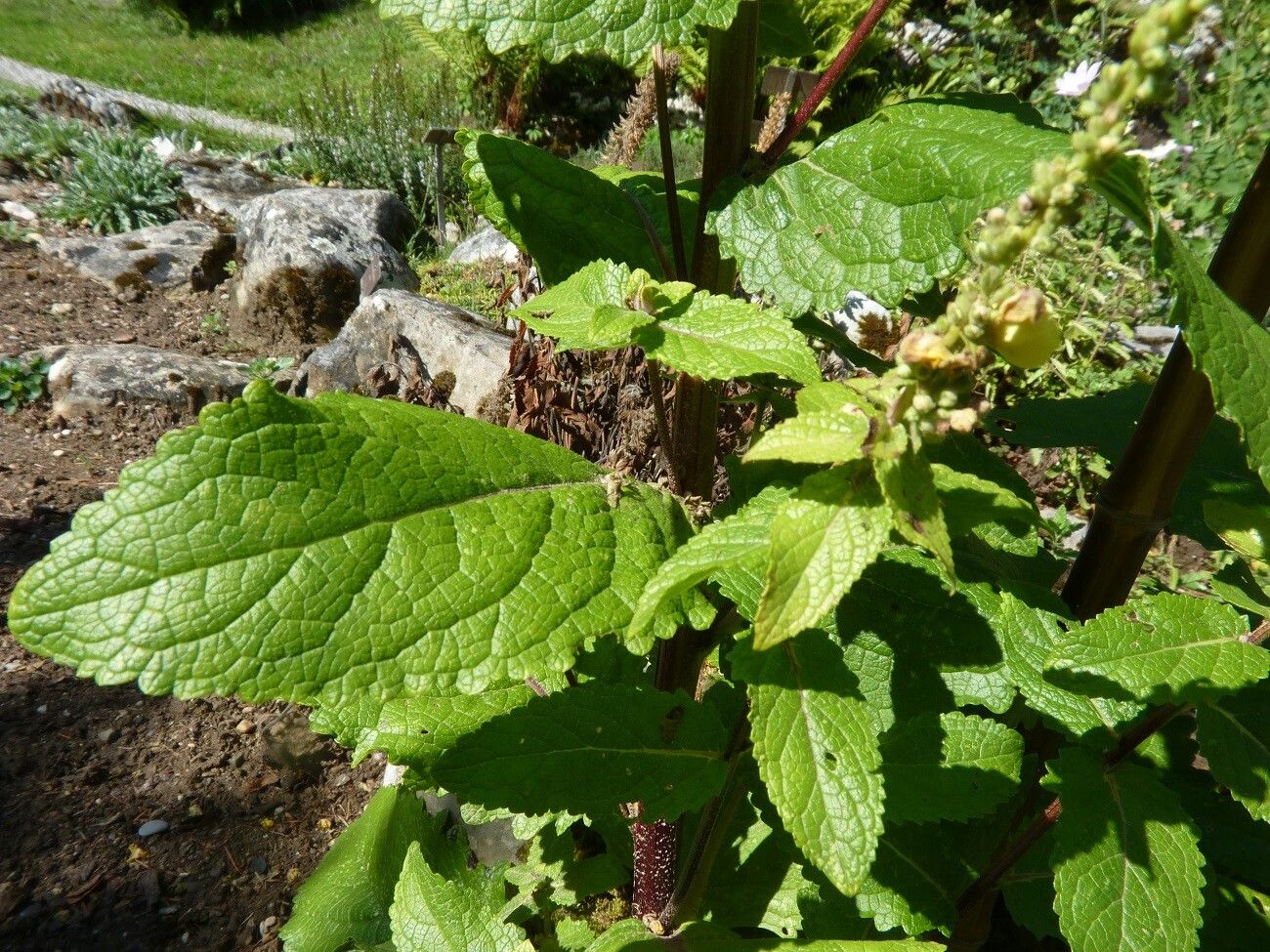 Verbascum banaticum — search result for 'Verbascum'