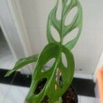 Monstera adansonii