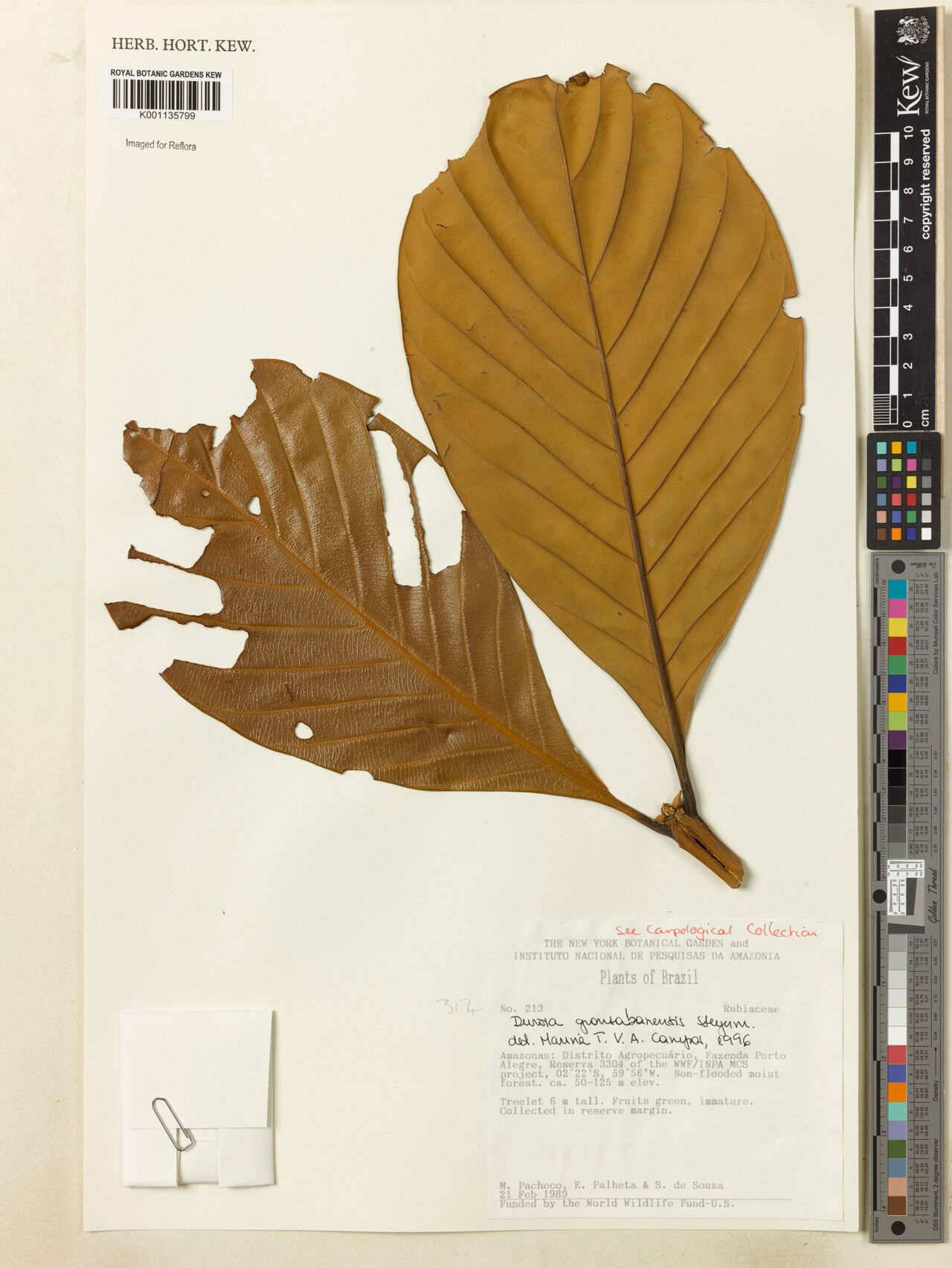 Duroia gransabanensis — houseplant care guide