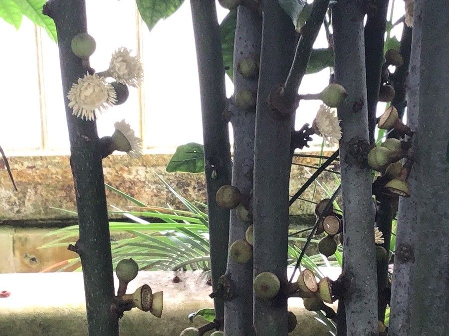 Eupomatia laurina fruit