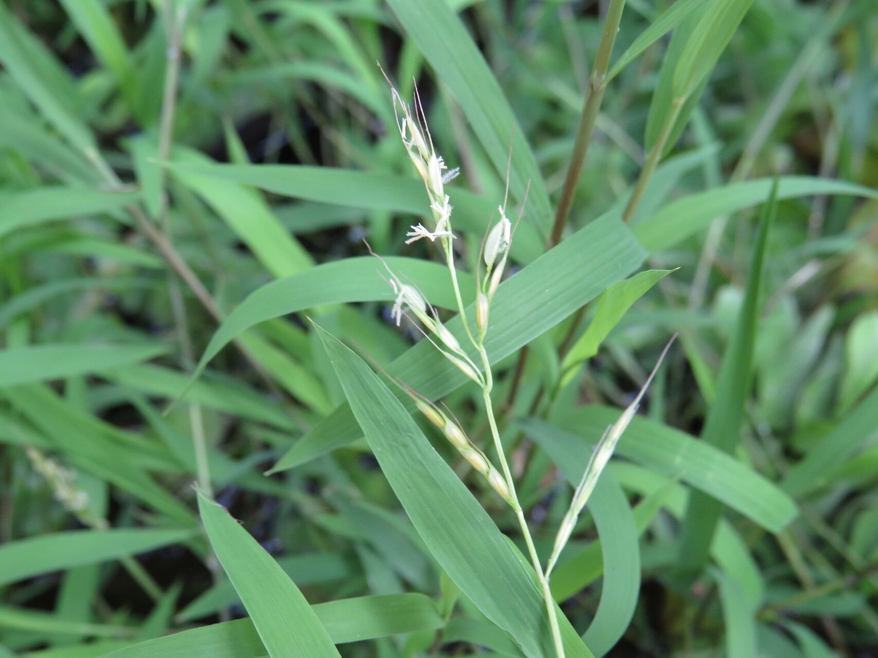 Leersia perrieri — search result for 'Leersia'