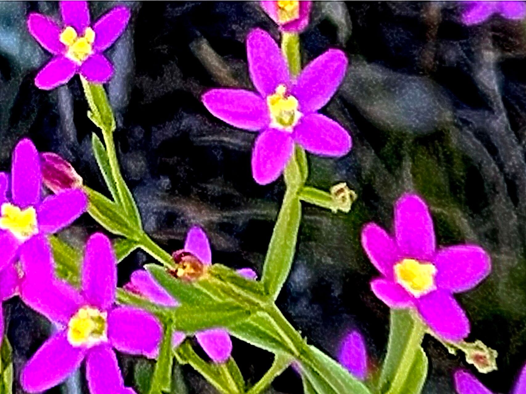 Zeltnera muehlenbergii — houseplant care guide