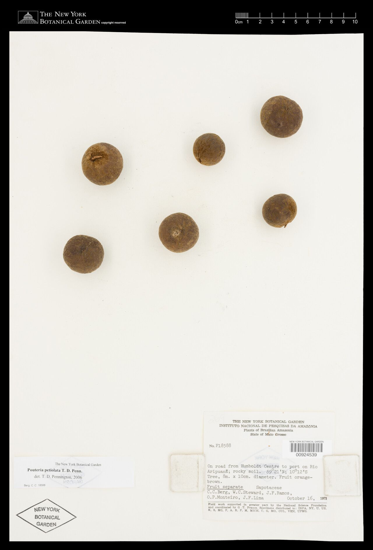 Pouteria petiolata fruit