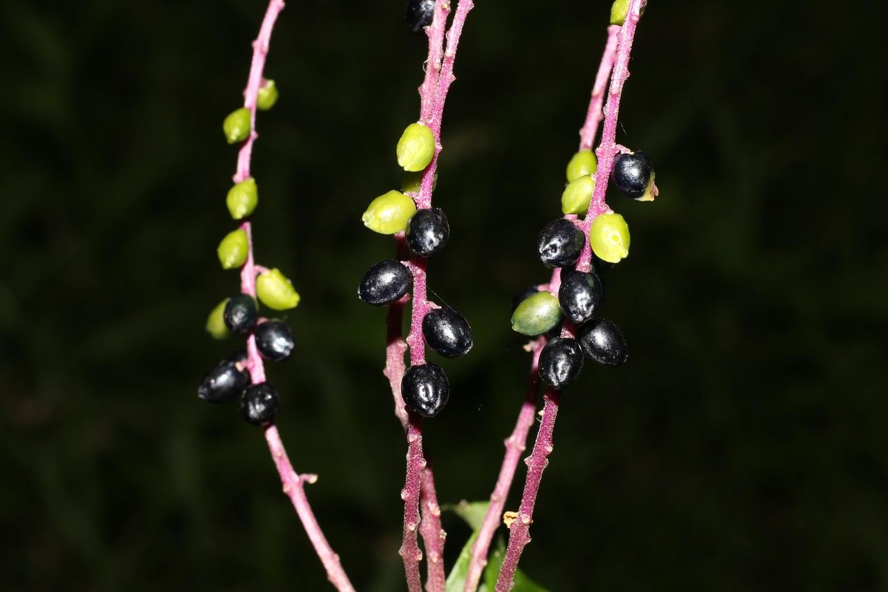 Varronia linnaei fruit