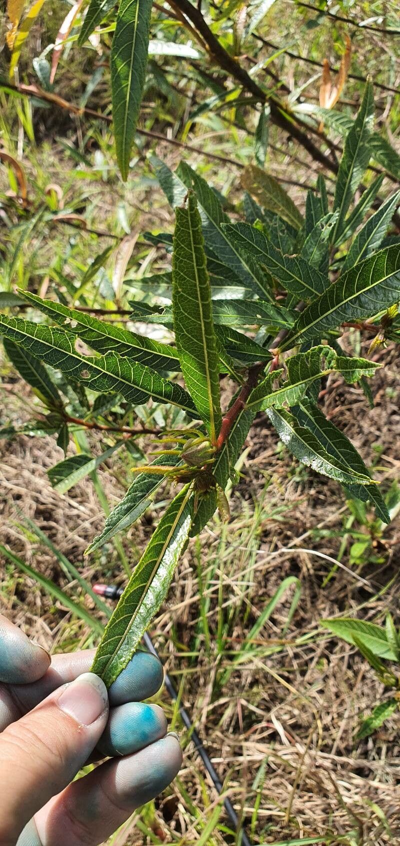 Hibiscus heterophyllus leaf