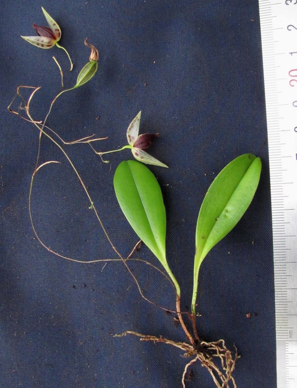 Stelis janetiae other