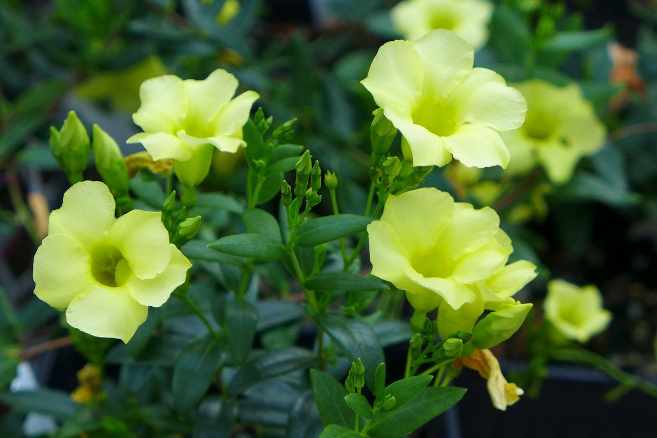 Angadenia berteroi flower