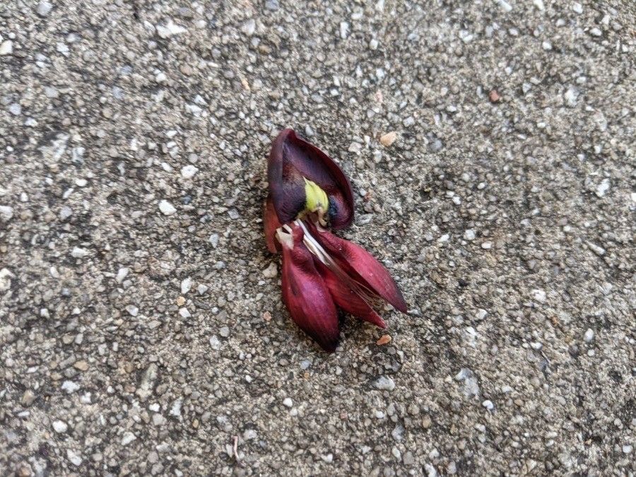 Callerya atropurpurea flower