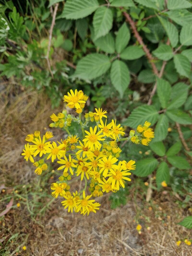 Jacobaea grandidentata flower