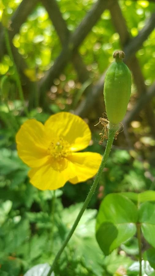 Papaver alpinum fruit