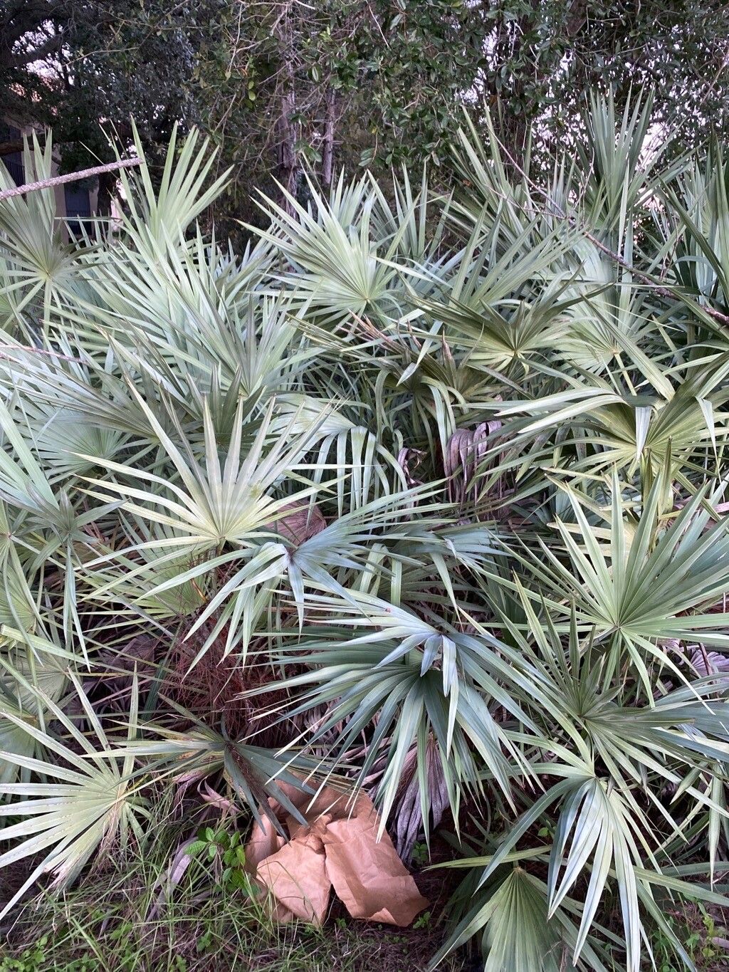 Serenoa repens habit