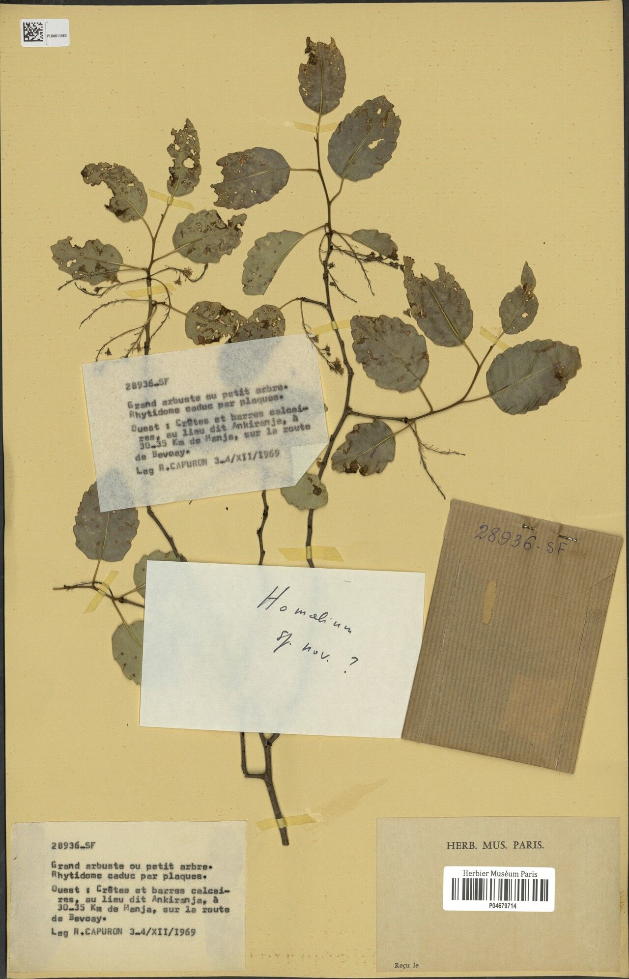 Homalium brachyrhachis — houseplant care guide