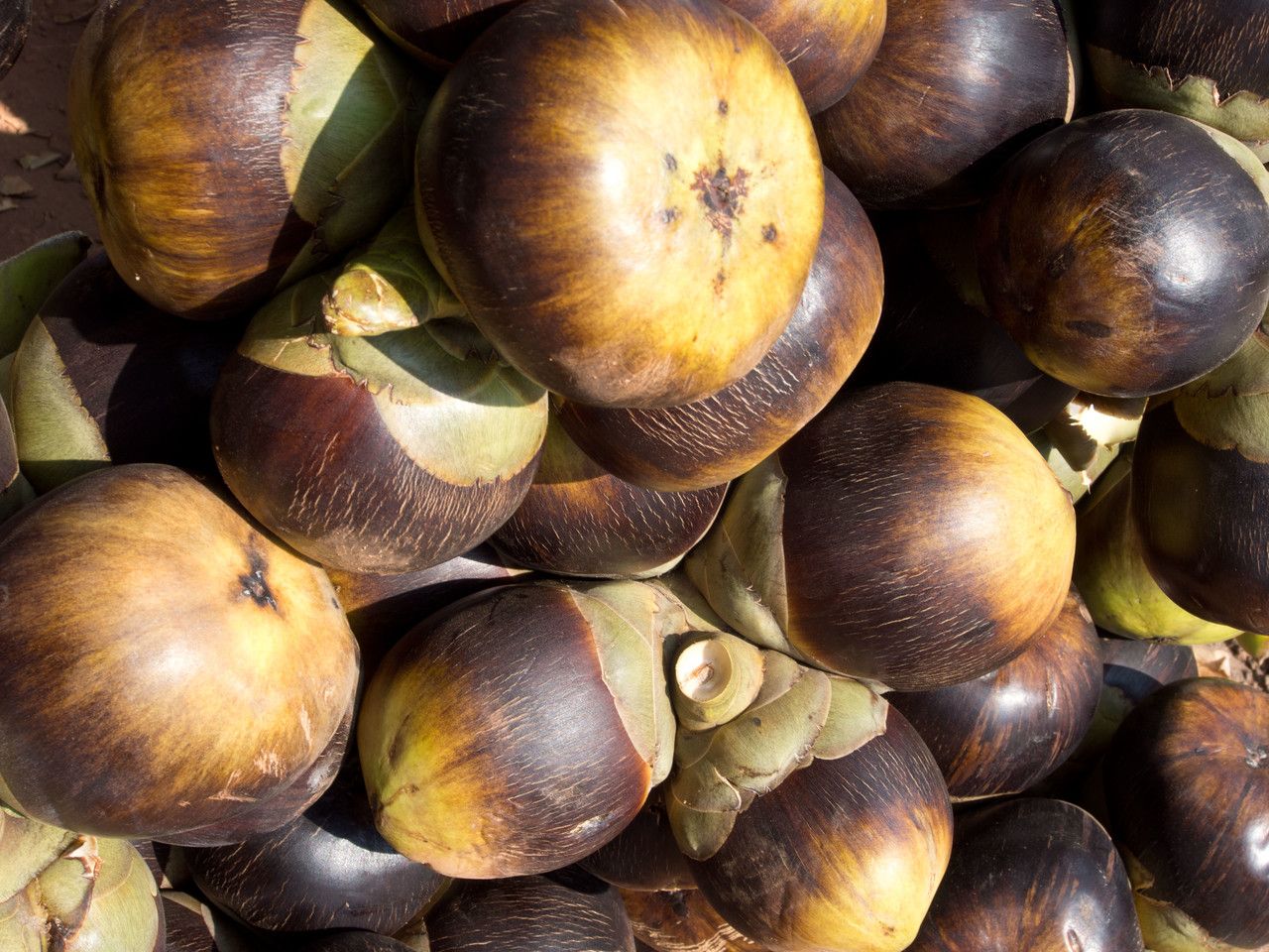Borassus flabellifer fruit