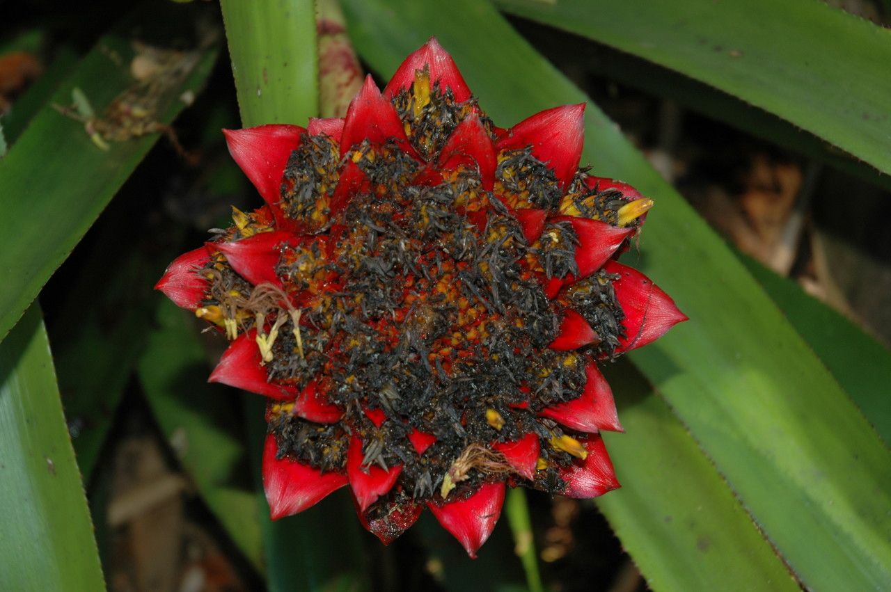 Canistrum aurantiacum — houseplant care guide