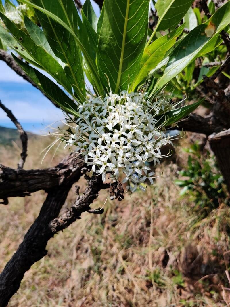 Pavetta australiensis flower