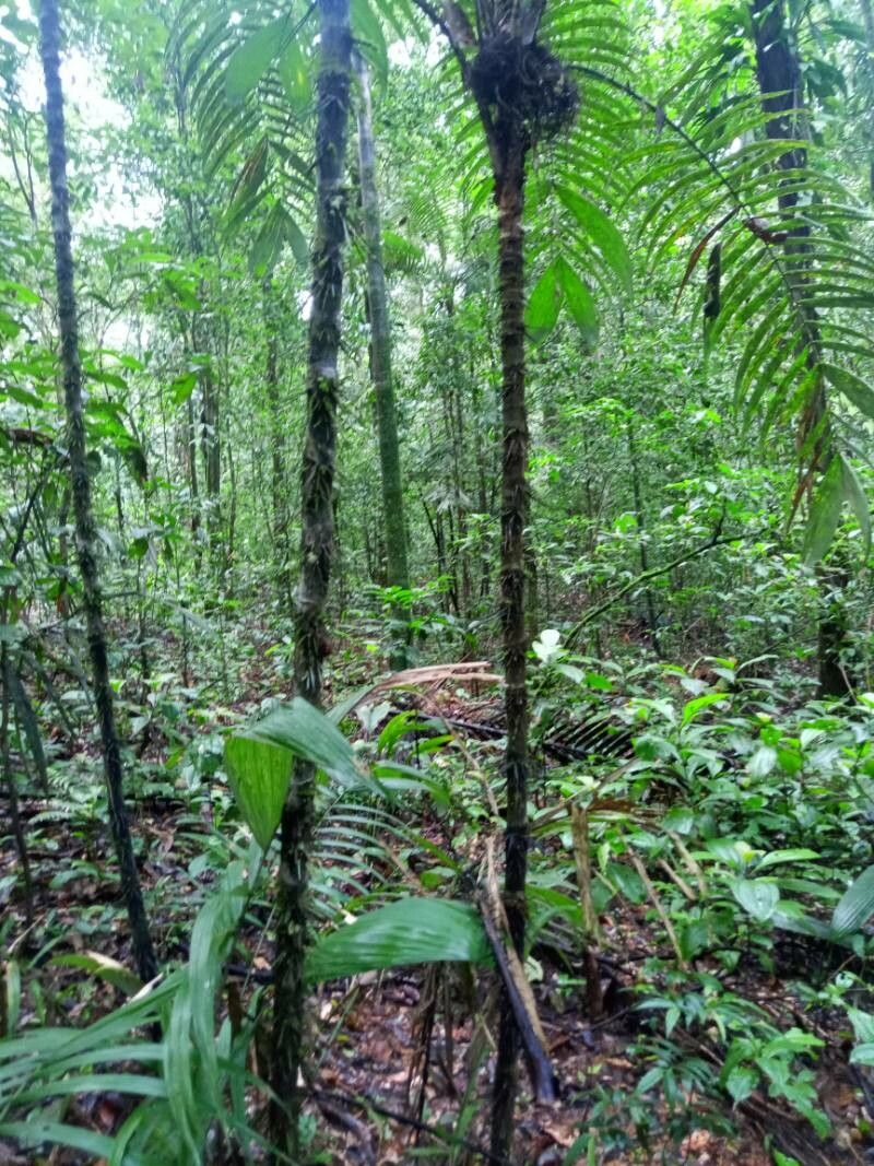 Astrocaryum gynacanthum habit