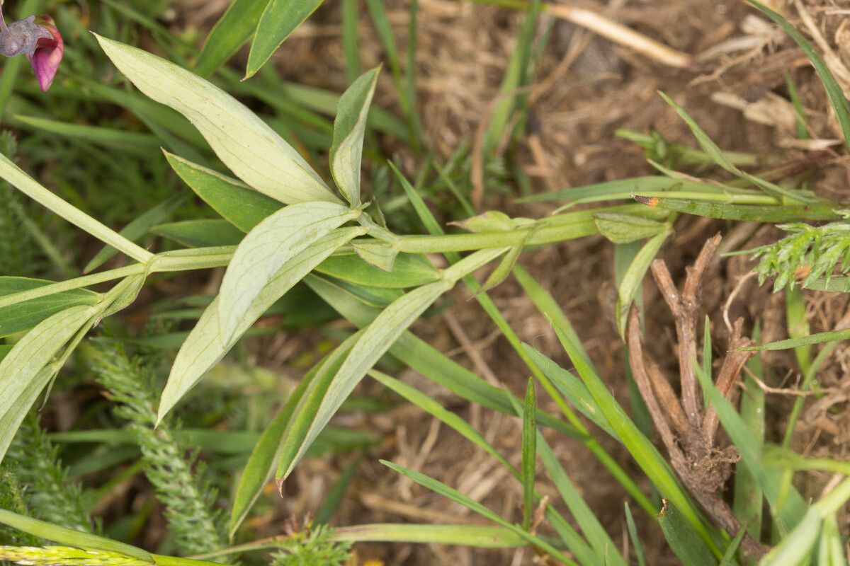 Lathyrus linifolius — search result for 'Lathyrus'
