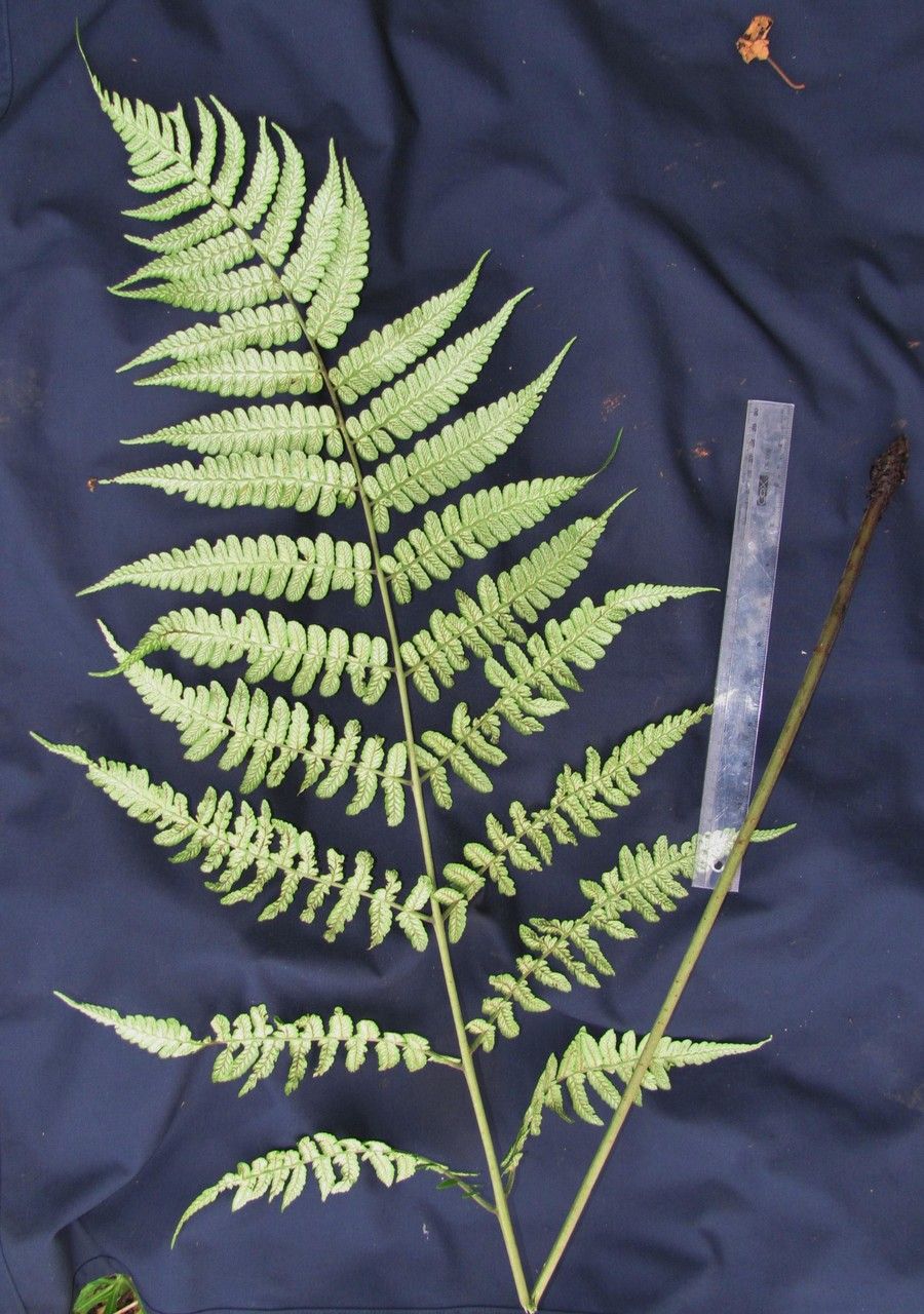 Diplazium skutchii other