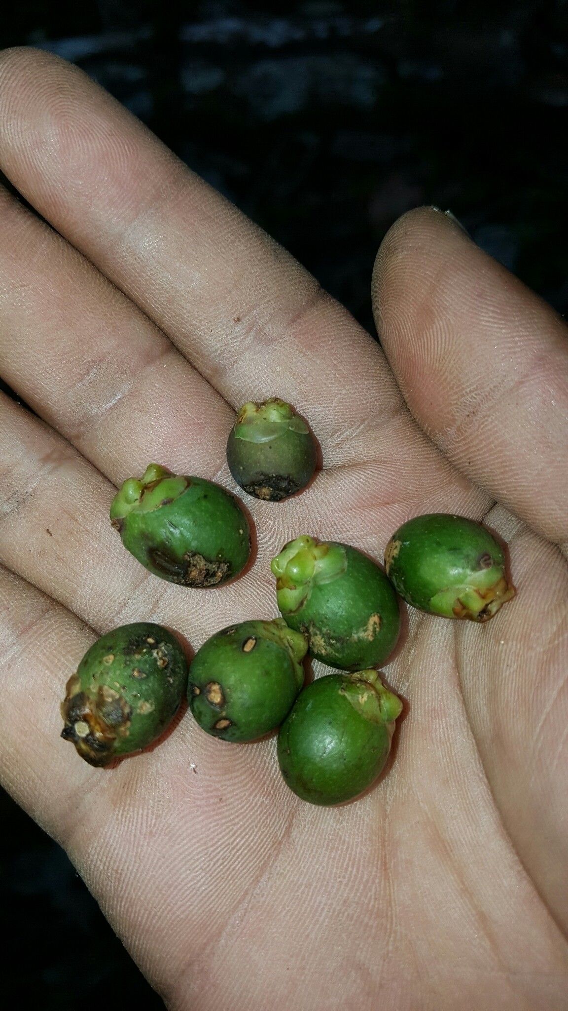 Dypsis saintelucei fruit