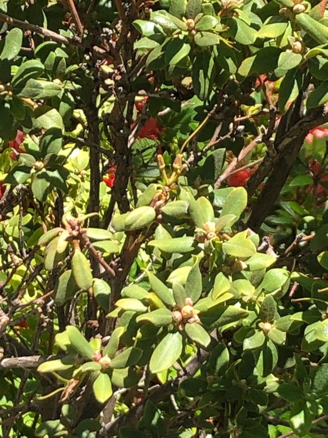 Rhododendron hippophaeoides leaf