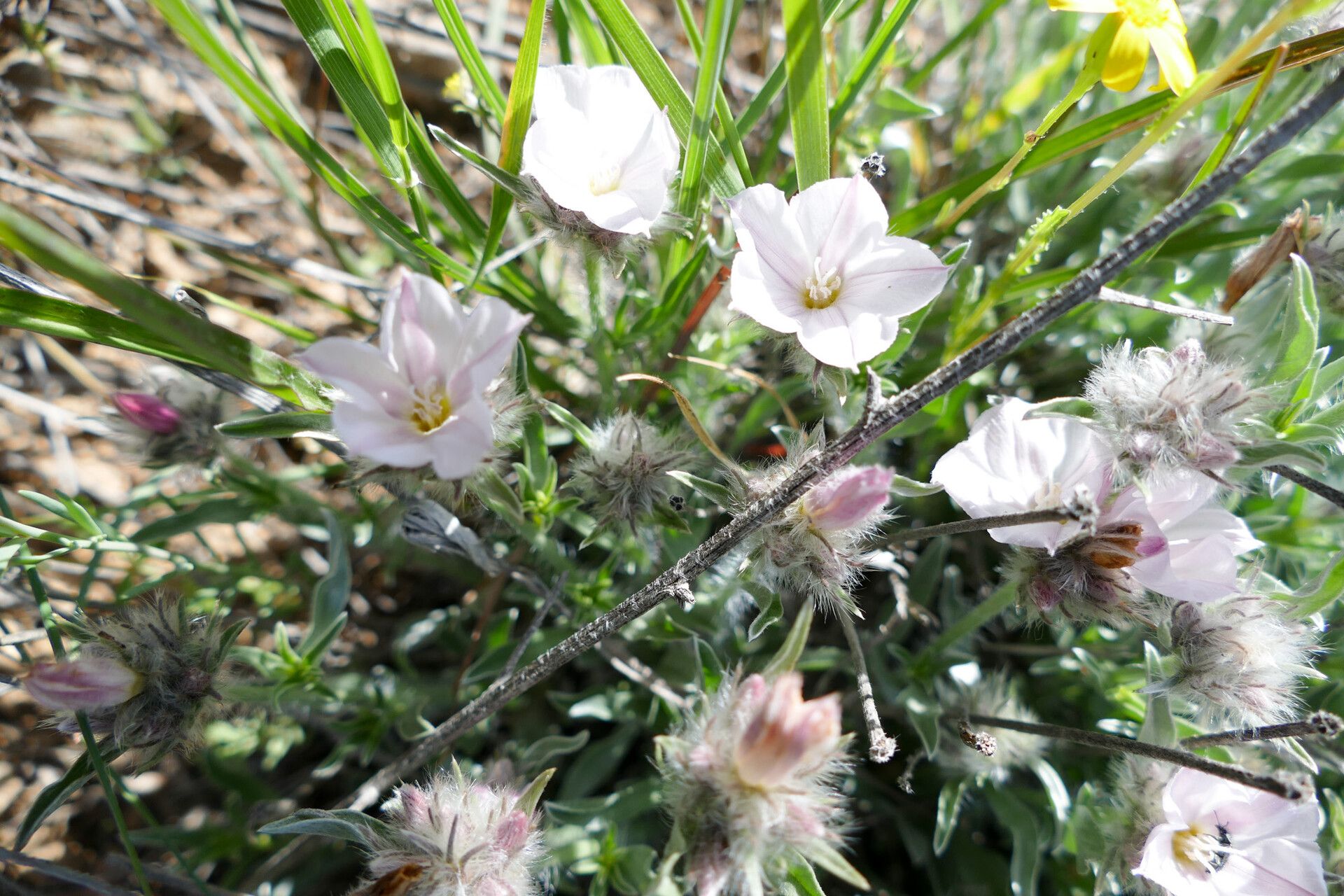 Convolvulus commutatus — search result for 'Convolvulus'