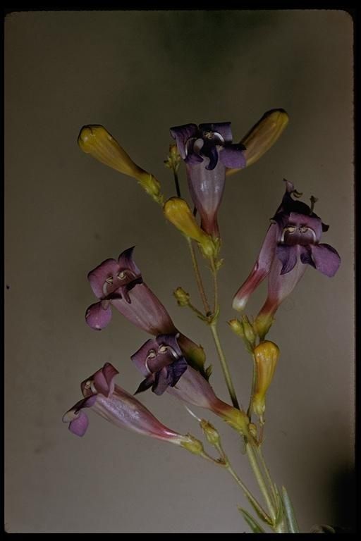 Penstemon neotericus — houseplant care guide