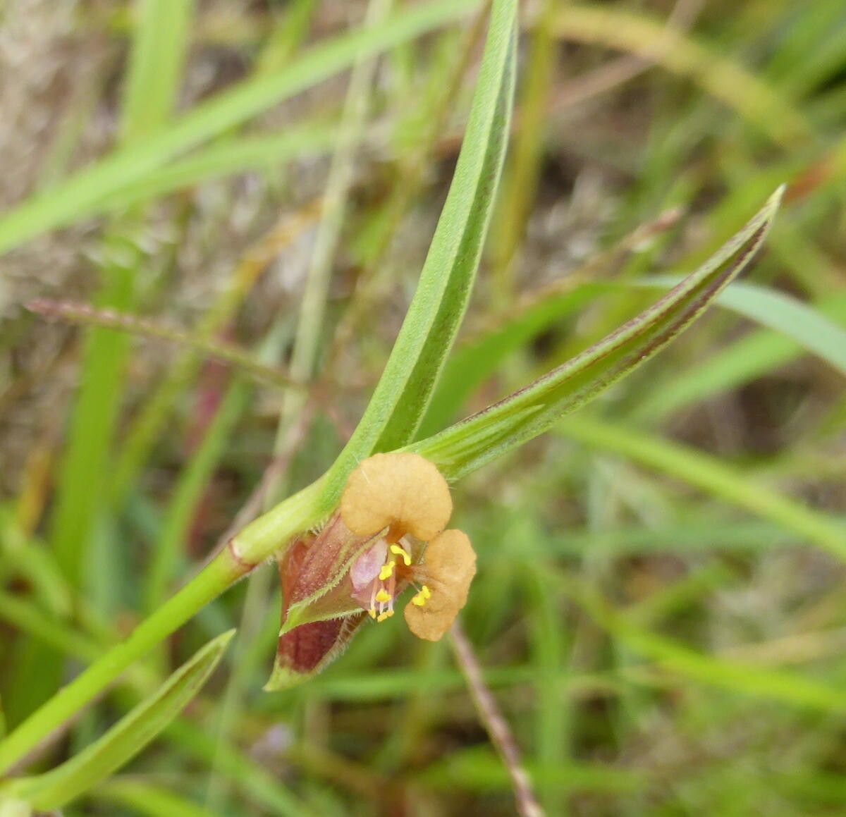 Commelina subulata flower