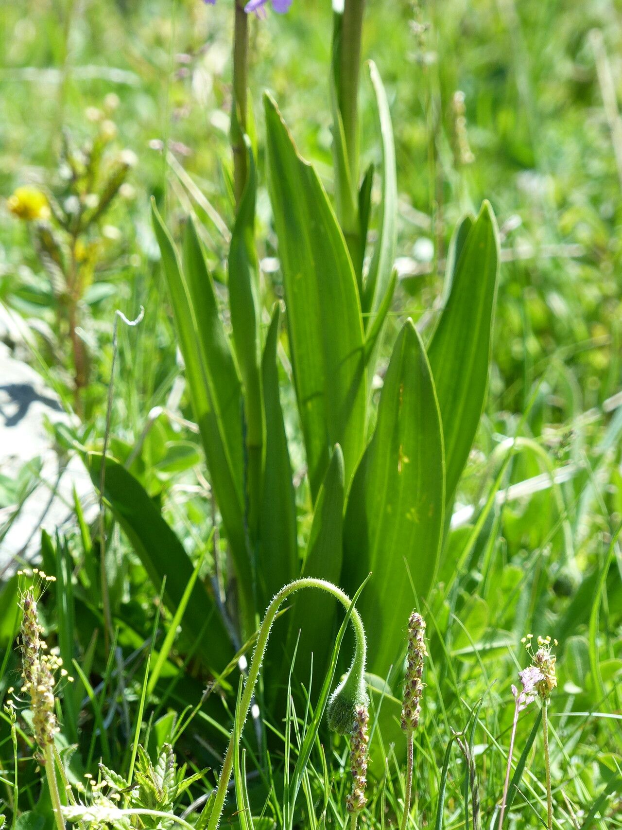 Gymnadenia densiflora — houseplant care guide