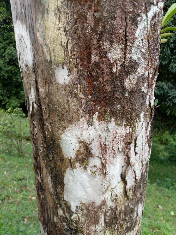 Quercus sapotifolia bark
