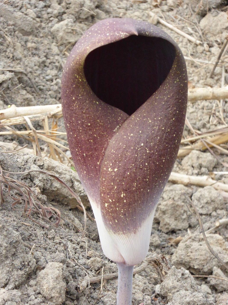 Amorphophallus dracontioides bark
