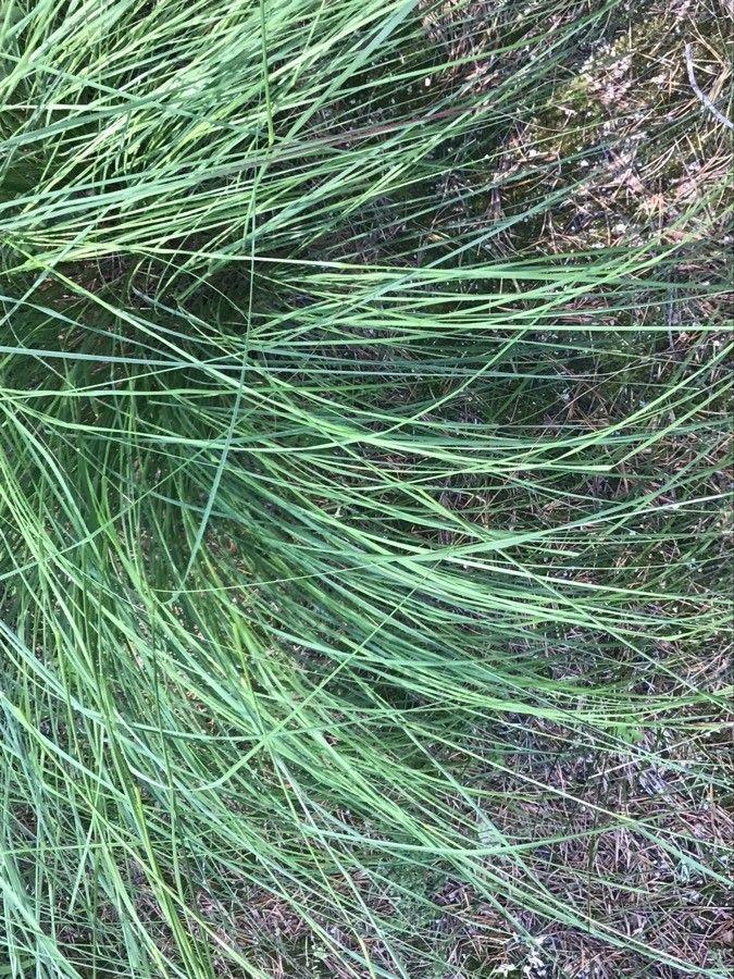 Eragrostis curvula — search result for 'Eragrostis'