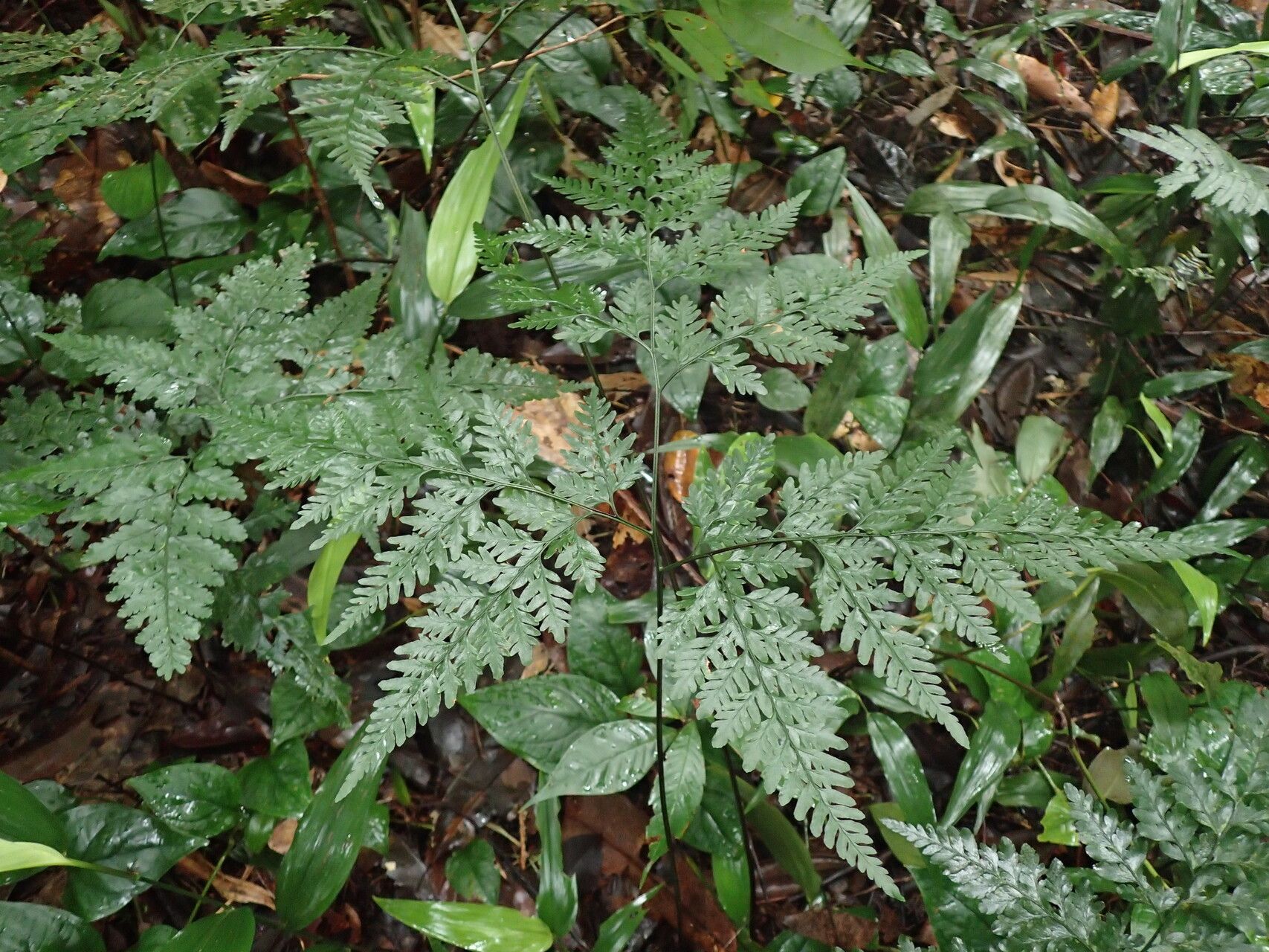 Pteris repens habit