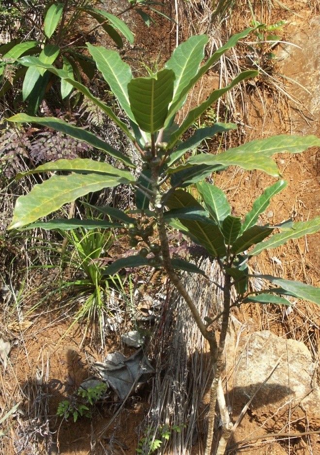 Ficus asperula habit