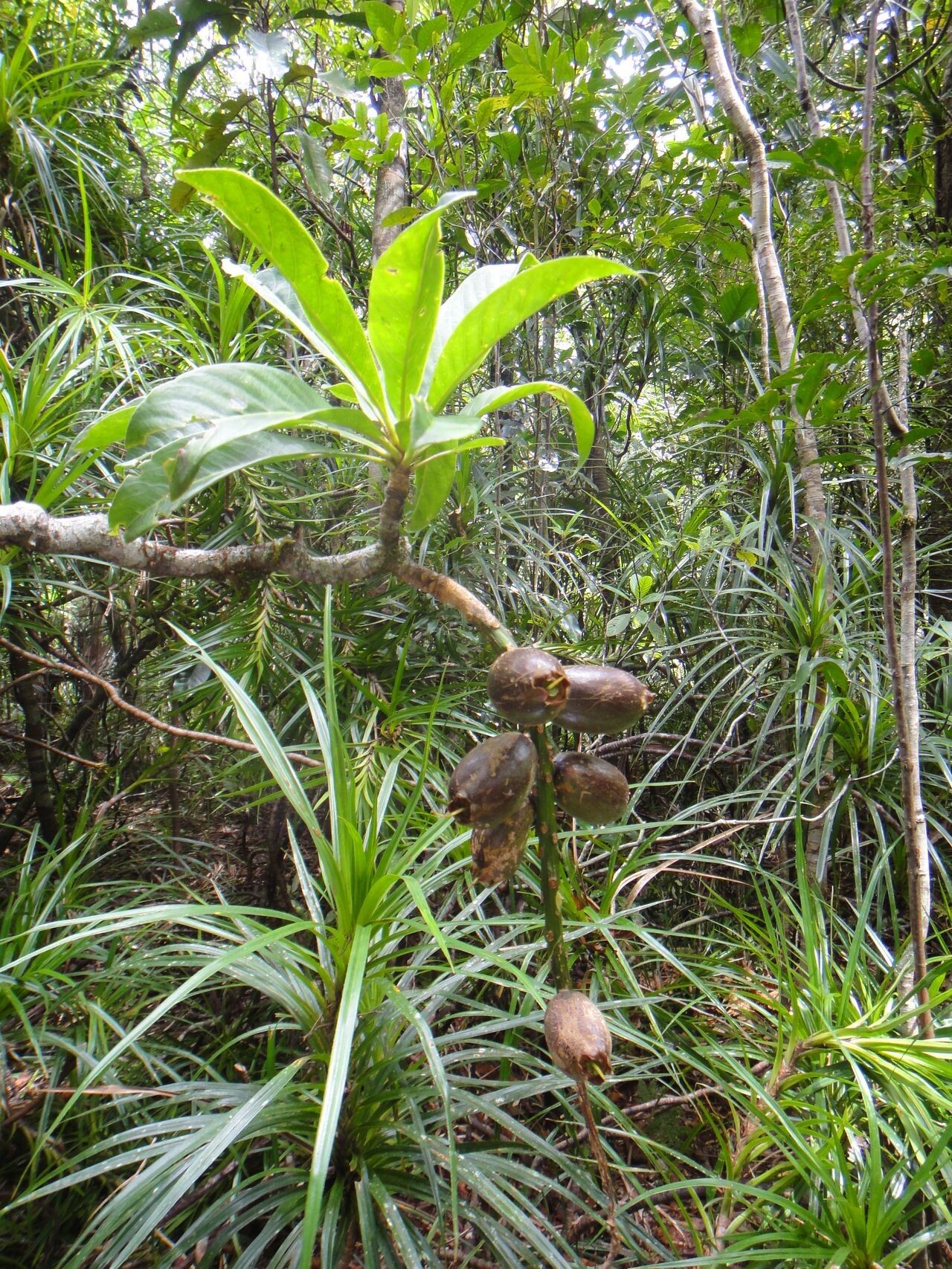 Barringtonia longifolia fruit