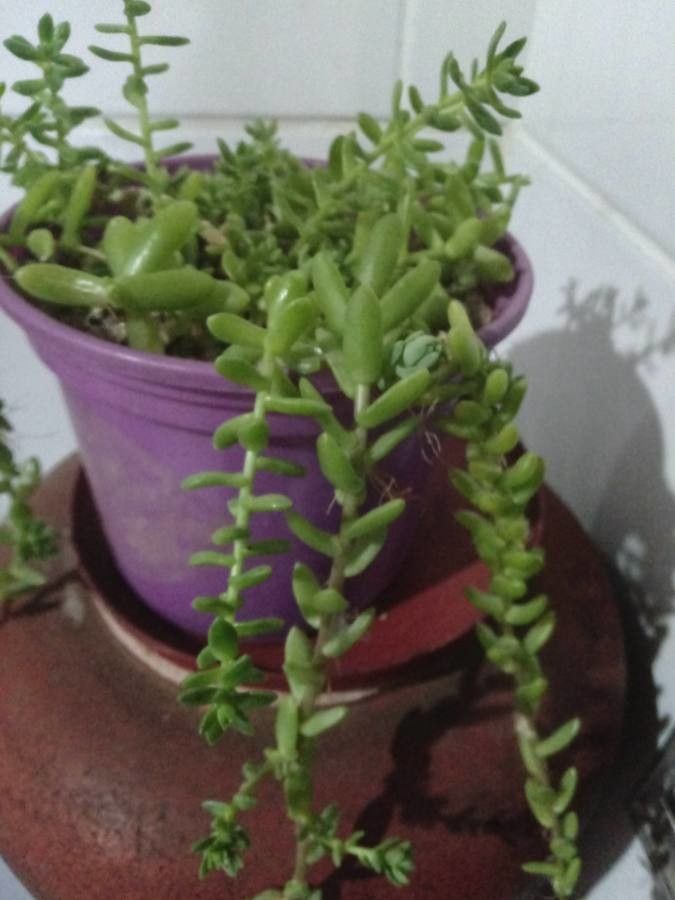 Sedum hemsleanum flower