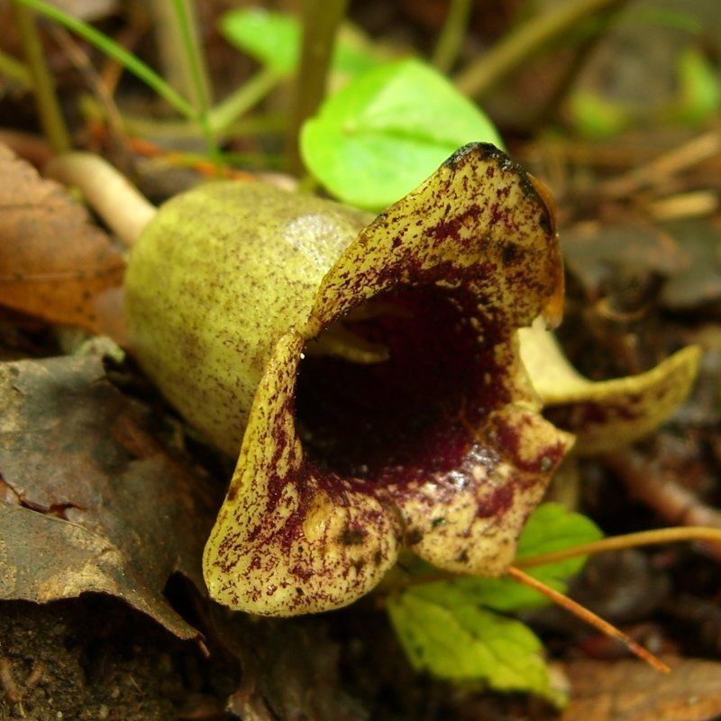 Asarum heterophyllum — search result for 'Asarum'