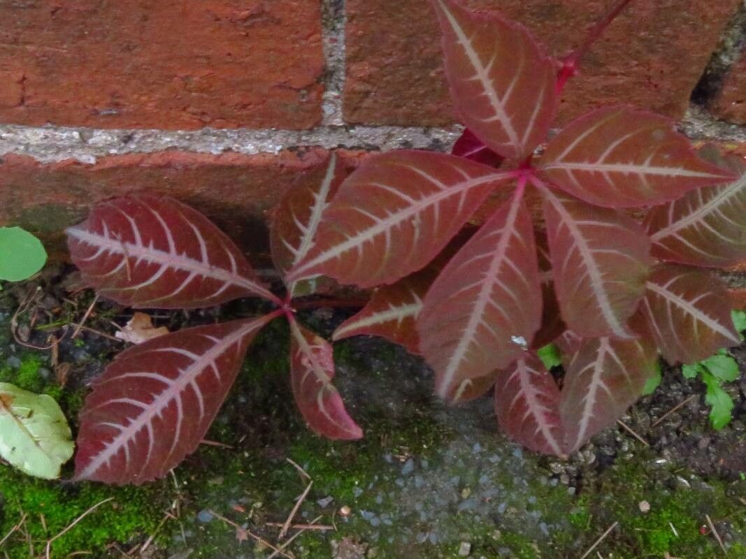 Parthenocissus henryana