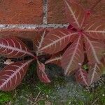 Parthenocissus henryana