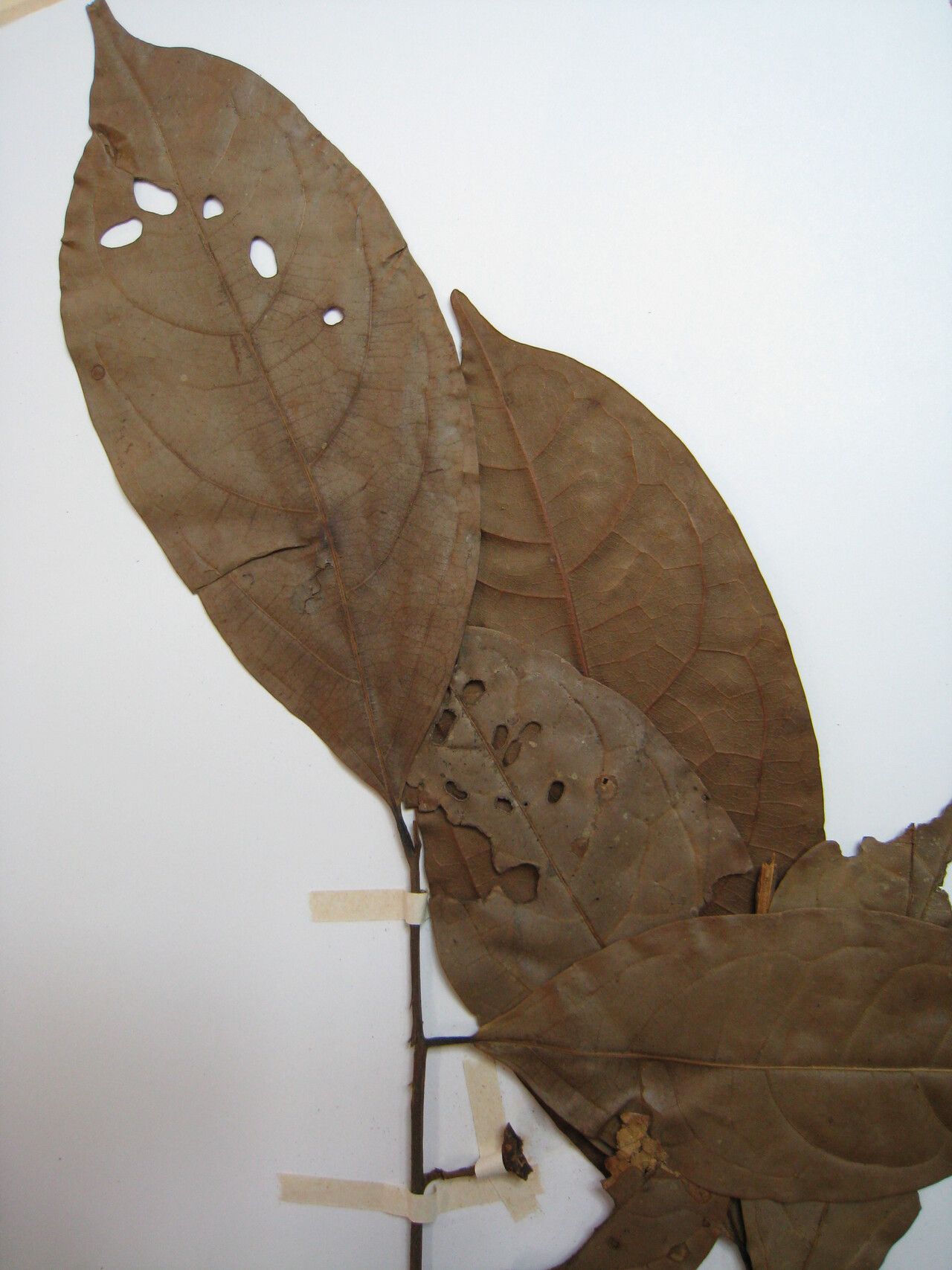 Ocotea splendens other