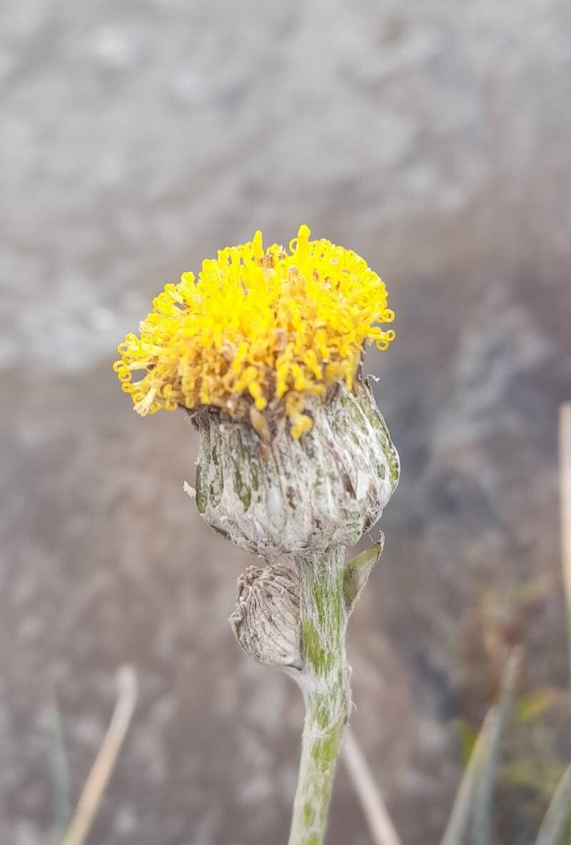 Senecio gilliesianus flower