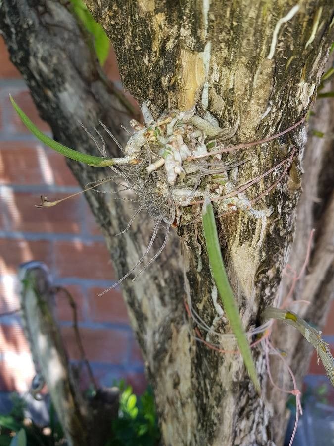 Epidendrum stiliferum — search result for 'Epidendrum'