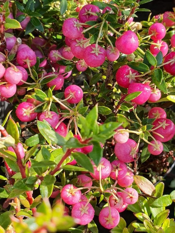 Gaultheria mucronata fruit