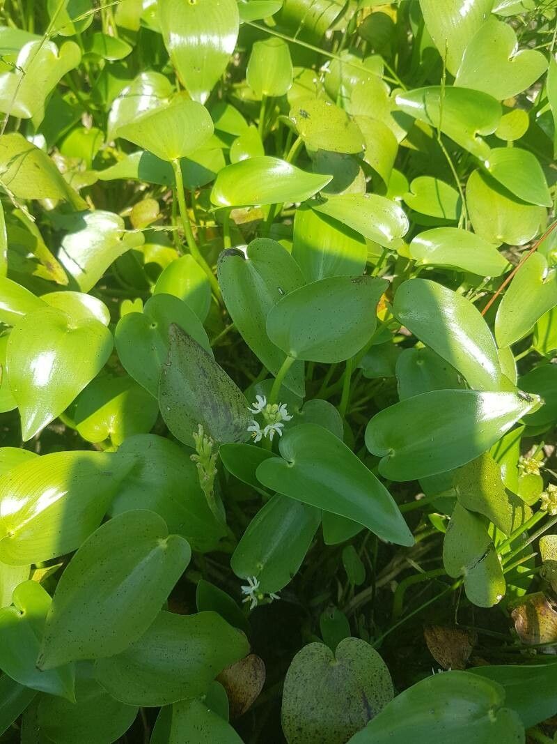 Heteranthera callifolia habit