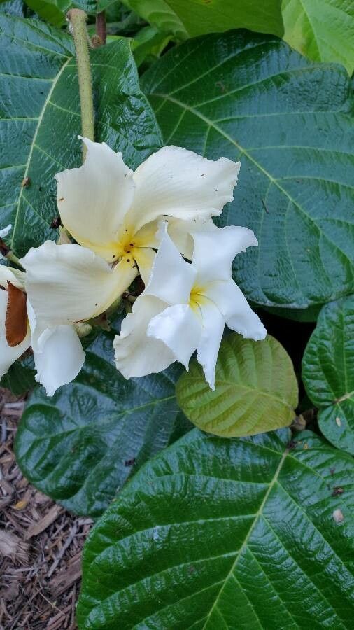Chonemorpha fragrans flower