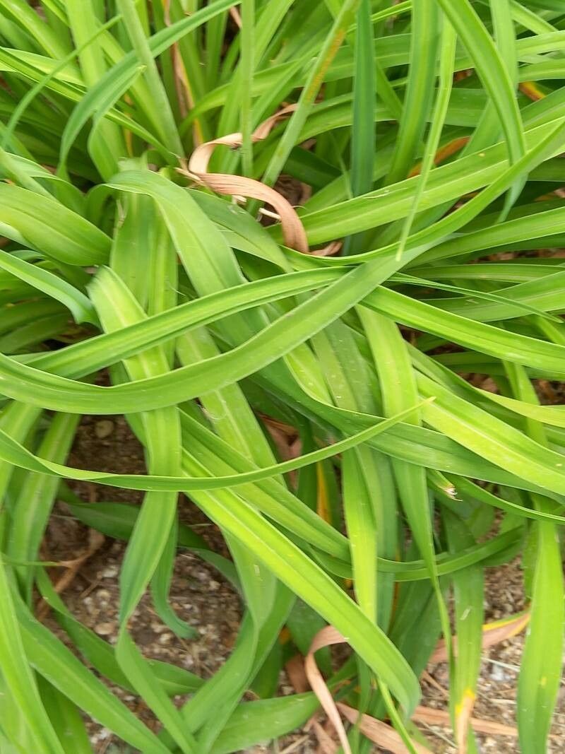 Hemerocallis forrestii